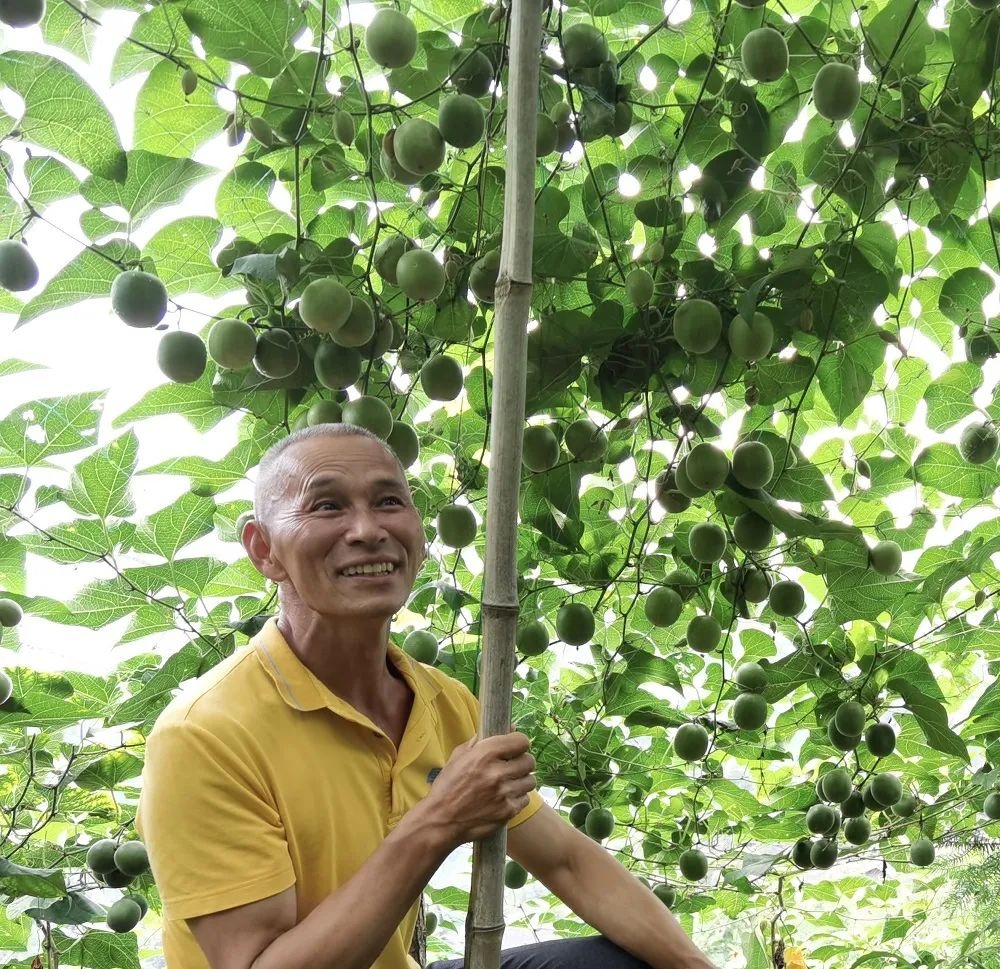 桂林吉福思罗汉果有限公司