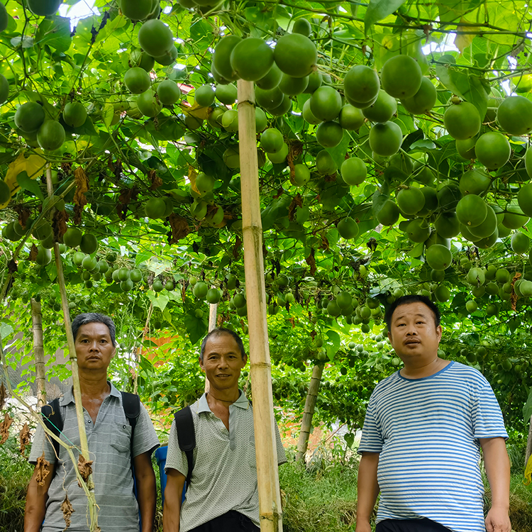 桂林吉福思罗汉果有限公司