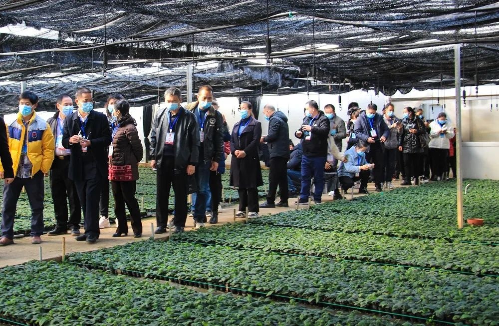 桂林吉福思罗汉果有限公司