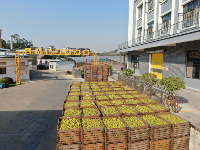 桂林吉福思罗汉果有限公司