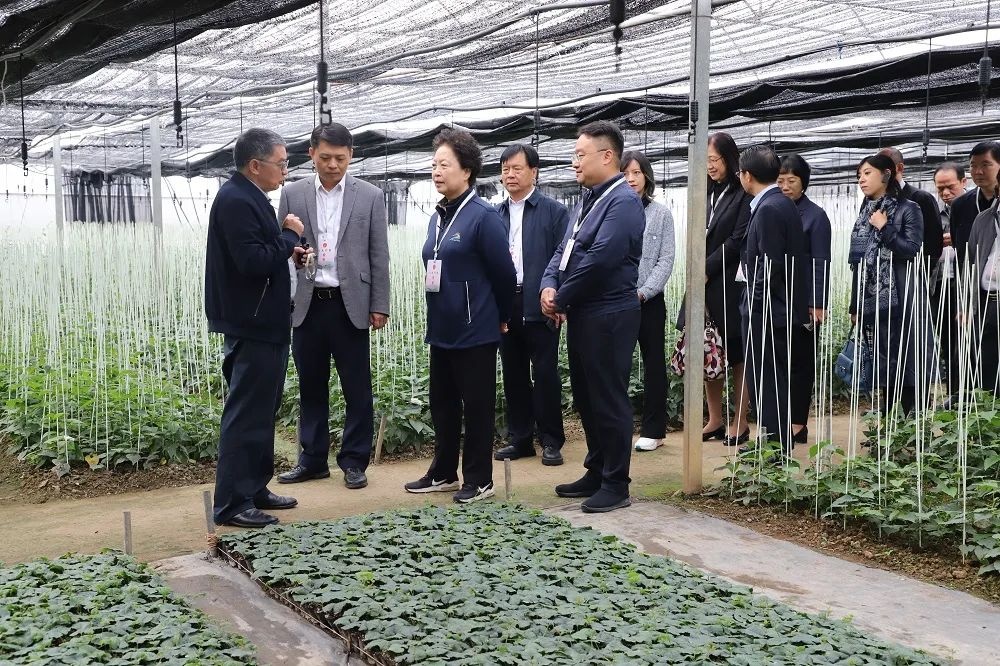 桂林吉福思罗汉果有限公司