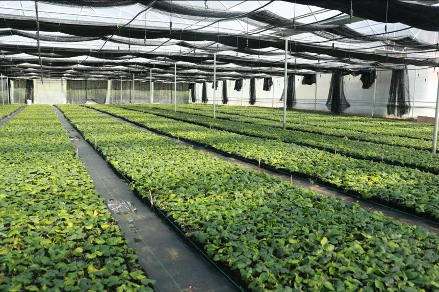 桂林吉福思罗汉果有限公司