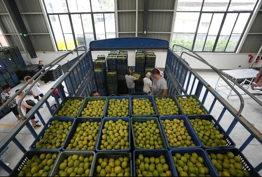 桂林吉福思罗汉果有限公司